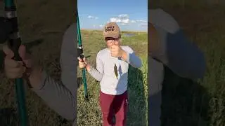 Наловили карасей котикам 