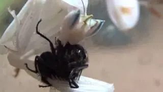 feeding orchid mantis