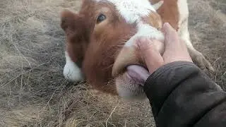 Winter Olympic Games in Beijing #beijing2022 #COWS #relaxed #relax