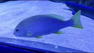Lagrest Aquarium Fish | Unique Fish Collection