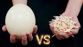 Experiment - Giant Egg VS Matches
