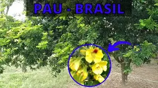 COMO É UMA ÁRVORE DE  Pau-Brasil