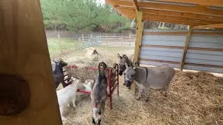 FARM SOUNDS 🌾 - Morning Hay Edition (No Talking / Relaxing / ASMR)