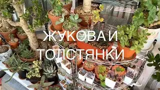 Обзор растений, лето, 2022 г. Эчеверии, крассулы, хавортии, сансевиерии, каудексные и многое другое.