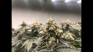 Temperature and Humidity for cannabis cultivation Updated lecture