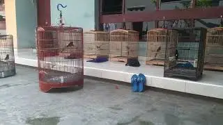 Ngetes Mental Pastolan Pastolan Ring Ari Kudus