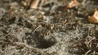Parasitic Wasp Filmed In Slow Motion At 1000fps