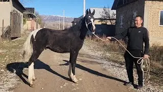 Кулун сатылат тел:+996 220 049 392