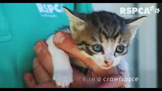 Kitten saved from inside of wall