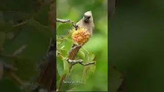 Amazing Birds #amazonjungle #birds #jungle #forest #animals #petlover #petphotography