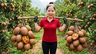 Harvesting 1000+ Kg of Giant Honey-Sweet Sapodilla – From Garden to Market 🍈🔥