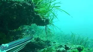 Orata Molat