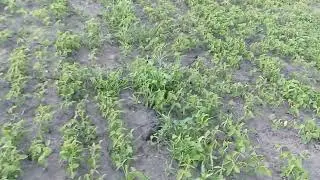 Дрипаємо сою від сосонки