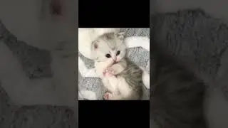 Самые классные малыши          #котенок#щенок