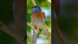 bluebird bird wildlife colorful #wildlife #shorts #birds