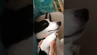 Мгновения нежности #коргикардиган