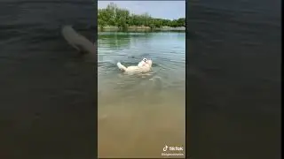 Funny Dog 36 #shorts