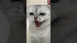 kucing ini sadar kalo dia bulan manusia