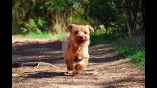 Barking Small Puppy Dog 1 Hour Animal Sound