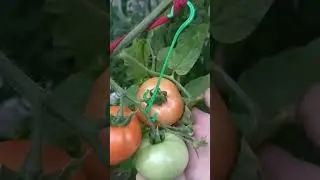 Обзор томатов. Жара. Быстро начали краснеть.#томаты