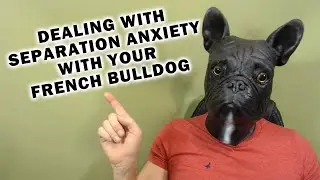How To Help Your French Bulldog With Separation Anxiety