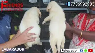 Labrador