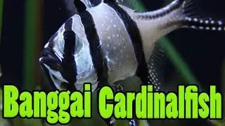 Banggai Cardinalfish - A Beautiful Endangered Species (Fast Tips Here)