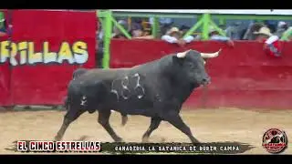La Numero Uno de Guanajuato Llego con 15 Toros De la Satánica de Rubén Campa Al Relicario de Morelia