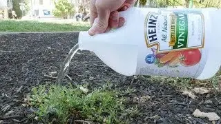 Look what happens when you use vinegar in the garden!