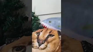 акула пон выиграла? 