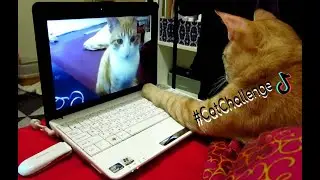Tik Tok Video Compilation / TIK TOK REWIND 2020