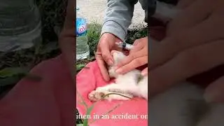 Great Kitten rescue!