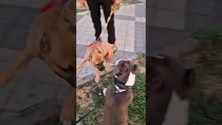 Амстафф Локи 3 года | Кругом Приятели | Стаффорд | Amstaff Loki