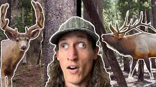 Hunting Elk and GIANT Mule Deer!!!