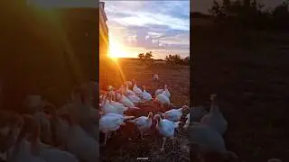 Наша сельская жизнь в нескольких кадрах ❤️