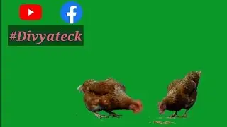 Animal Green Screen effects 