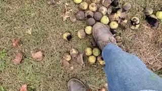 Foraging  wild food. Black walnuts, Puff ball mushrooms.