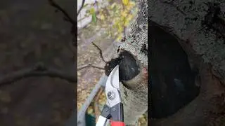 Как правильно обрезать дерево 