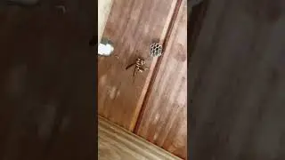 First observed wasp nest of 2023