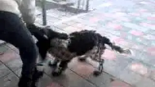 Даша хелп и её собака Бажан Баклажан