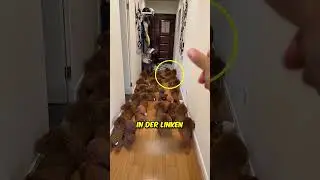 This dog is SUPER SMART! 🐶♥️