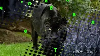 Какая ты пантера по знаку Зодиака? /Знаки Зодиака/Пантеры/{Астролог}