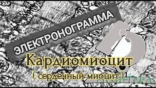 КАРДИОМИОЦИТ (электронограмма)
