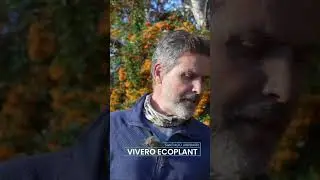 El milagro de la fotosíntesis