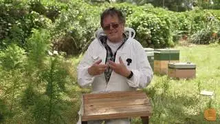 Additional Varroa Mite Control: Ventilated Bee Bottom Board