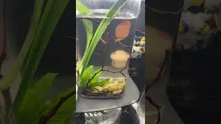 Highlight 0:00 - 2:19 from betta gosh