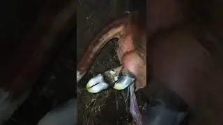 Отел продолжается