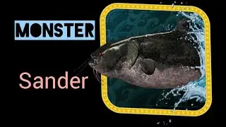 16- Sander MONSTER /Black Whisker / Guide