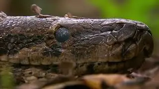 The hieroglyphic python, or rock python  is the largest non    venomous snake in Afric