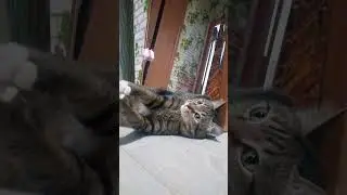 Сколько игрушек нужно вашему питомцу 🪶🐾